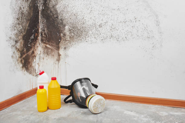Best Professional Mold Removal  in Eastlawn Gardens, PA