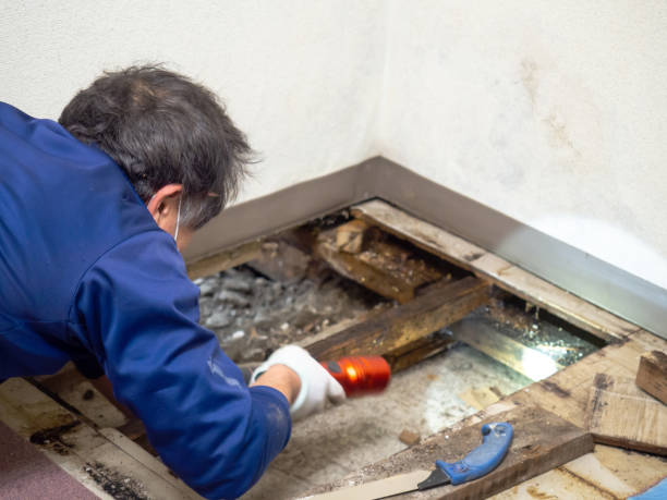 Best Office Mold Removal Services  in Eastlawn Gardens, PA