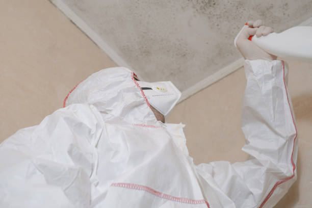 Best Mold Damage Repair  in Eastlawn Gardens, PA