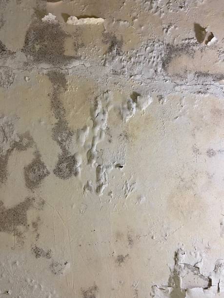 Best Local Mold Removal Service  in Eastlawn Gardens, PA